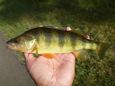 The Life Amphibious: Biggest Catch of the Day Part 3 - Yellow Perch