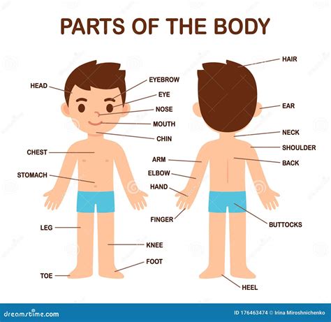 Anatomy Boy Body Anatomy Body Parts Labeled Classroom Clipart Images