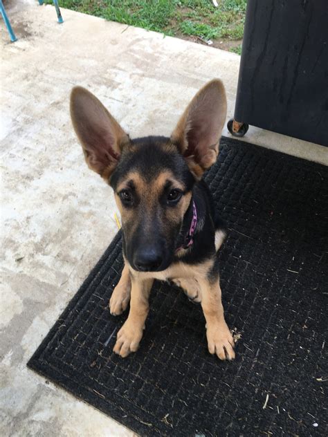 The miniature german shepherd is a cross of a german shepherd with a collie or miniature poodle, also known as mini shepherd. German Shepherd Puppies For Sale | Fox Chase/ Burholme, PA ...