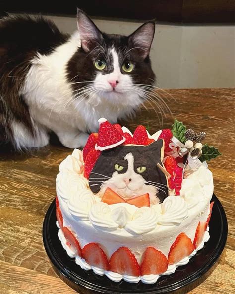 Happy Birthday Cat Funny Cake