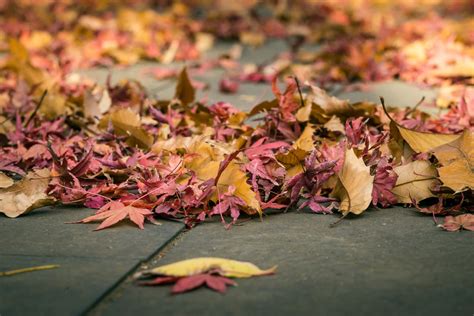 Colorful Autumn Fallen Leaves Free Picture For Blogs