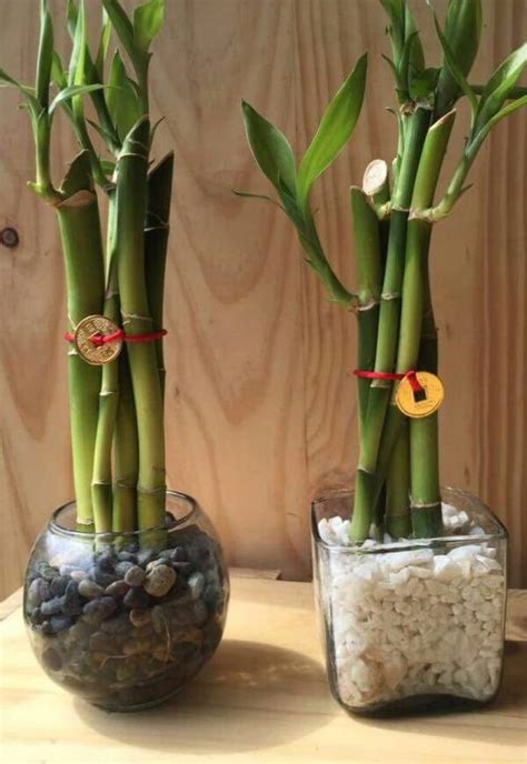 El baño es uno delos espacios más íntimos dentro de tu hogar es por eso que la decoración bambú en tu baño puede agregar un toque. Regalo Lucky Bamboo O Bambú De La Suerte, Decora Feng Shui ...