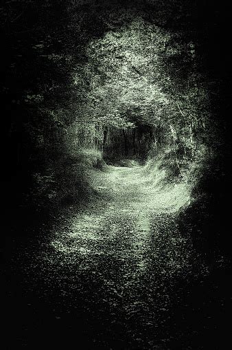 Scary Path In The Dark Forest Stock Photo Download Image Now Istock