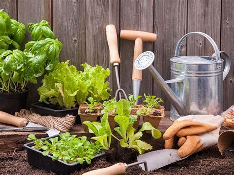 It's a good idea to turn your plants to ensure that all sides are exposed to the same amount of light. The Green Thumb's Guide: 10 Simple Tips for Growing a ...