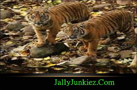 Grup ini menyediakan berbagai topeng/mask yang berfungsi untuk. "HARIMAU ATAU KAMBING" ~ Kisah/Cerita Inspirasi Mengenal ...