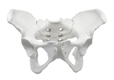 Female Pelvis Model Human Life Size 3d Rendering For Anatomical