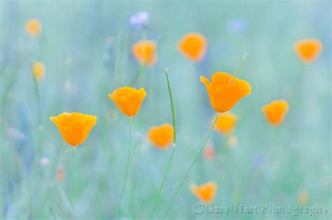 Poppy Pastel Sierra Foothills California Eloquent Images By Gary Hart