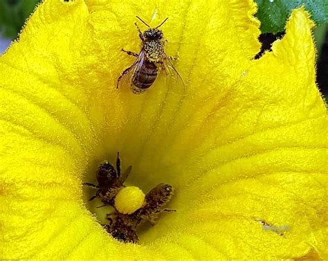Erste pflanzen werden jetzt zurückgeschnitten und auch laub muss vereinzelt schon zusammengerecht werden.welche gartenarbeiten im september sonst noch anfallen, lesen sie hier. Garten im September 2020 - fleißige Bienen