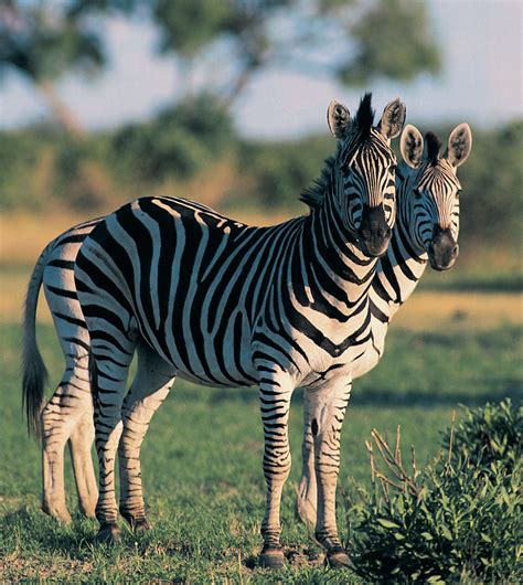 Plains Zebra Mammal Britannica