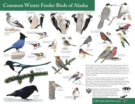 We did not find results for: » Bird Feeding in Alaska