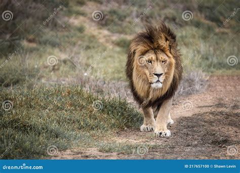 Male African Lion King Of The Jungle Prowling The Plains Of Africa