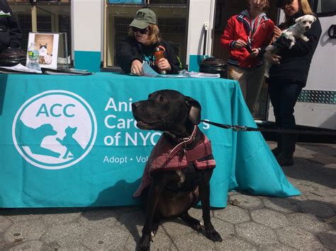 Looking for enfield animal control adoptions or lost pet reports? Petsmart Adoption Events Enfield Ct - The W Guide