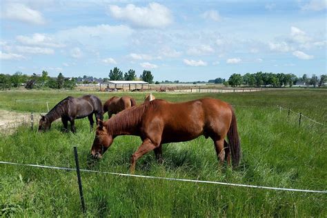 How To Manage Weedy Grass Species In Horse Pastures The Horse