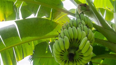 Bananas As We Know Them May Be Disappearing Alliance For Natural