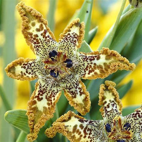 Check spelling or type a new query. Ferraria crispa Starfish Iris