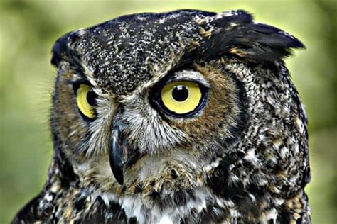 15 Types Owl Species With Images And Interesting Facts