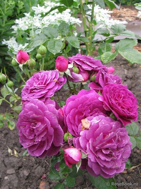 Ebb Tide Rose Garden Flower Garden Rose Perfume Ebb Belleza Natural