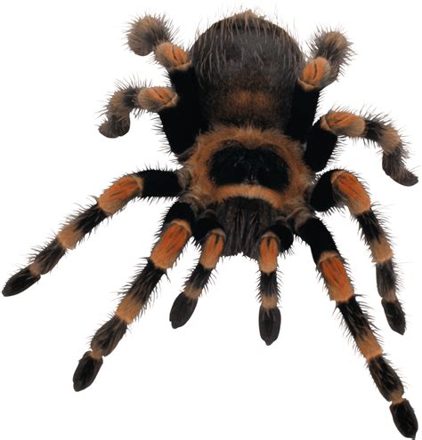 Figura de Aranha PNG - As melhores imagens de aranha em png