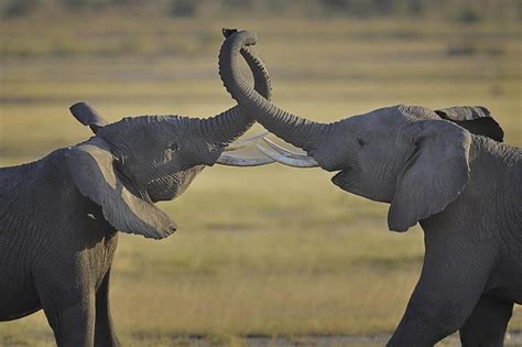 Vurtual Two Elephants Greeting Each Other By Diana Robinson