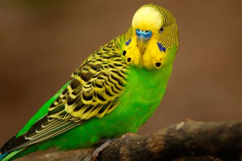 Budgerigar Types Melodic Birds Of Australia With A Funny Personality