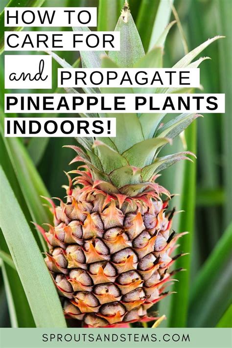 Indoor Pineapple Plant Care And Propagation In 2021 Pineapple Plant