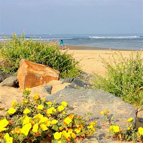 ︎ alicia's flowers & gifts. Beach flowers. Newport Beach. May 2011 | Beautiful places ...