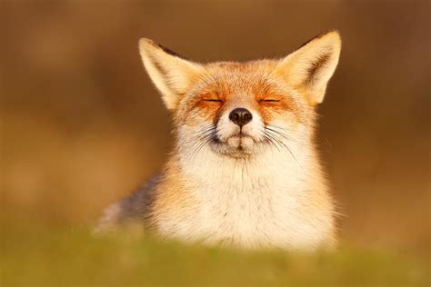 Zen Fox Series Happy Fox Is Happy Ii Photograph By Roeselien Raimond