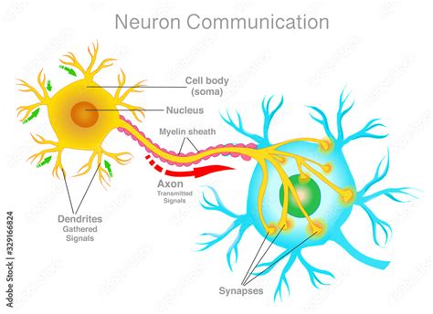 Neuron Connection Neuron Communication Transmission Of The Nerve
