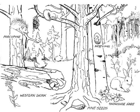 Coniferous Forest Animals Coloring Page