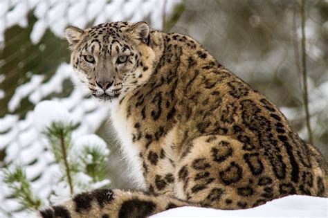 Snow Leopard Wallpapers Hd Desktop And Mobile Backgrounds