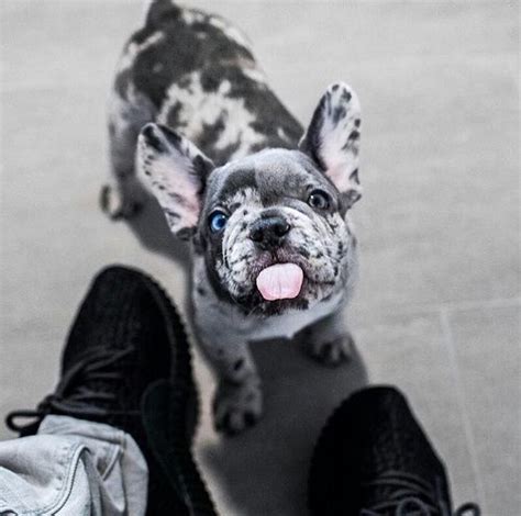 Alapaha blue blood bulldogs are extremely alert, so they make great guard dogs. French Bulldog Merle For Sale Near Me
