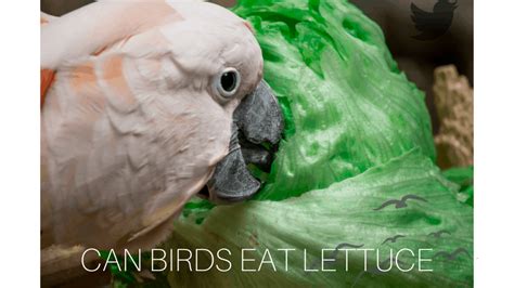 Check spelling or type a new query. Can Birds Eat Lettuce? Is Lettuce healthier for birds ...