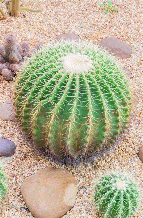 What Are Some Examples Of Desert Plants With Pictures