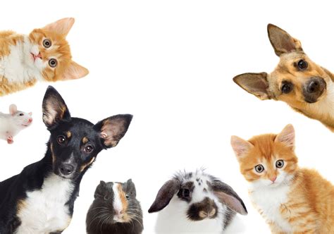 But pet insurance has many specific benefits, the most of which is peace of mind. Pet Insurance | Virginia Employee Benefits Agency - Managed Benefits Inc.