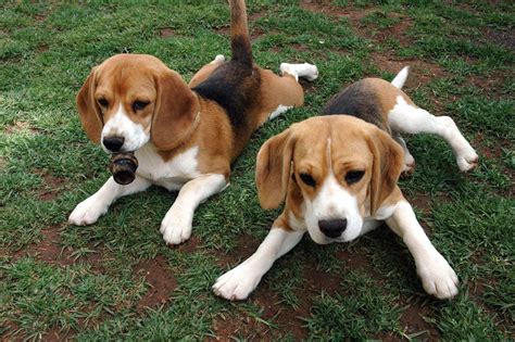 Beagles Pups Dog Beagles