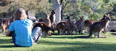 bonorong wildlife sanctuary tasmania buy tickets experience oz