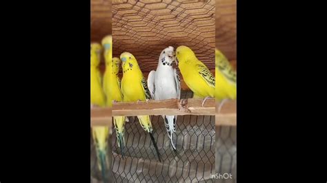 Budgie Mating Call Sound Budgies Budgerigar Youtube
