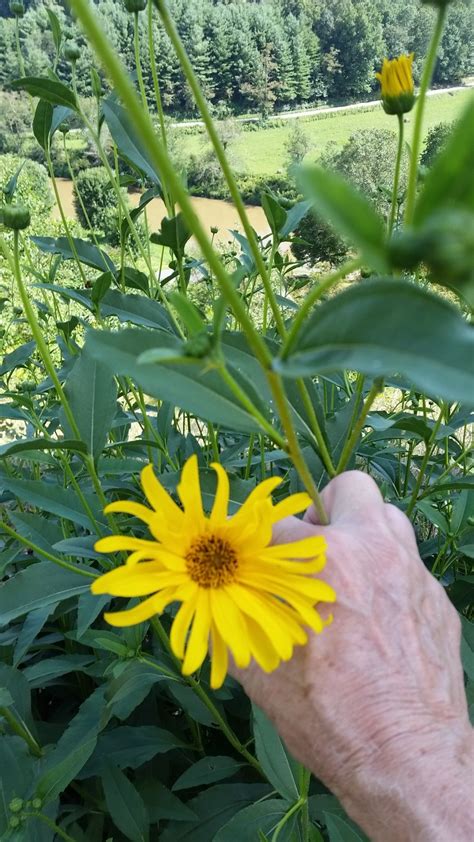 Plantsnap uses an algorithm to analyze your photo of the plant. Would Like To Identify Tall Yellow Flower. Found Growing ...