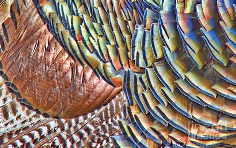 Turkey Feather Colors Photograph By Gary Beeler Fine Art America