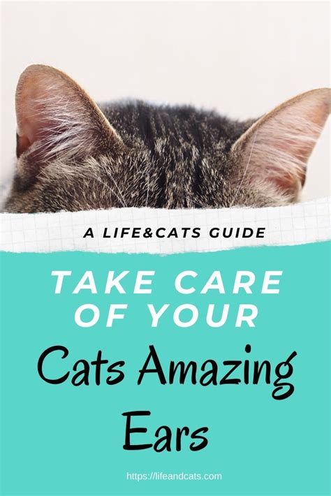 Best Way To Care For Your Cats Amazing Ears In 2020 Cat