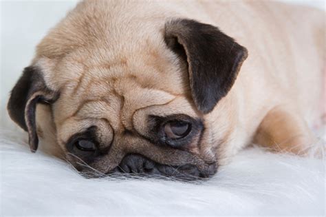 Cachorro Triste Sinais Causas E Tratamentos Para Depressão Em