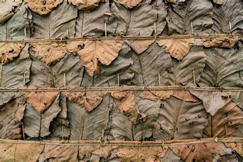Dry Leaves Roof Stock Photo Image Of Natural Roof 104719026