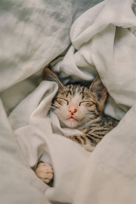 Download Cute Cat Aesthetic Mackerel Tabby Wallpaper