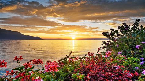 Sunset Lake Flowers Background 37252