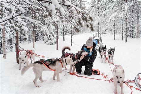 Husky Safari Dog Sledding In Lapland Finland Lappland Selena Taylor