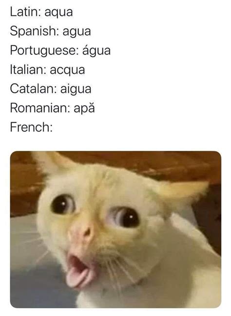 18 Cat Memes In Spanish Factory Memes