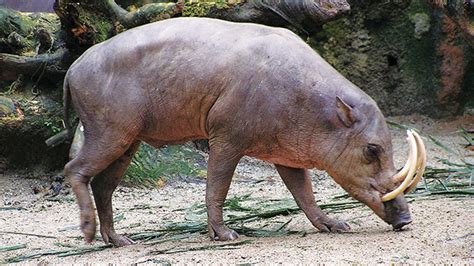 Check spelling or type a new query. Babirusa, Fauna Endemik Sulawesi yang Semakin Langka ...