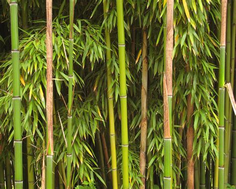 Tumbuhan buluh mudah diebarkan dari keratan. buluh - Wiktionary