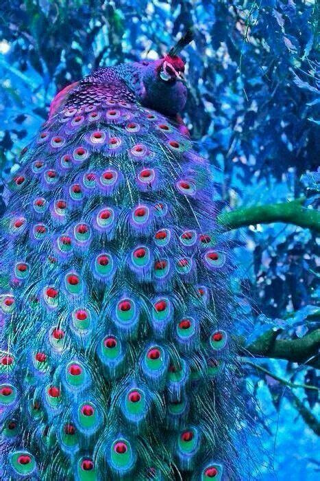 67 Best Live Blue Peacock Images On Pinterest Peacock Feathers