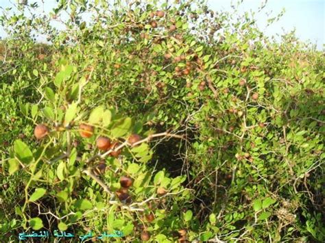 إذا شاهدت نبات السرخس ذابلاً فإن هذا يشير إلى أمراض كثيرة ومتنوعة في. شجرة السدر En Francais - Shajara
